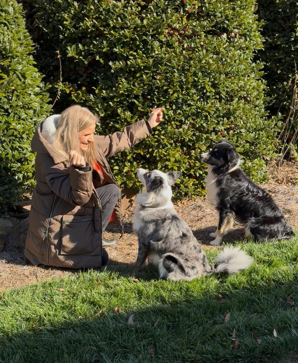 Training Border Collies at Nine Peaks Farm