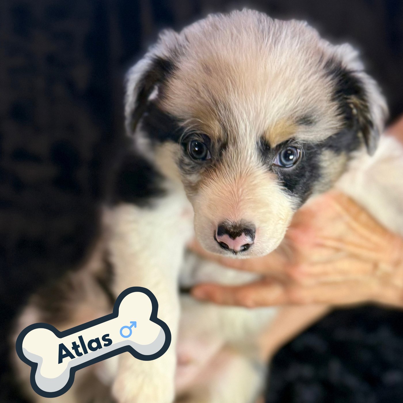 Atlas, blue merle Border Collie puppy