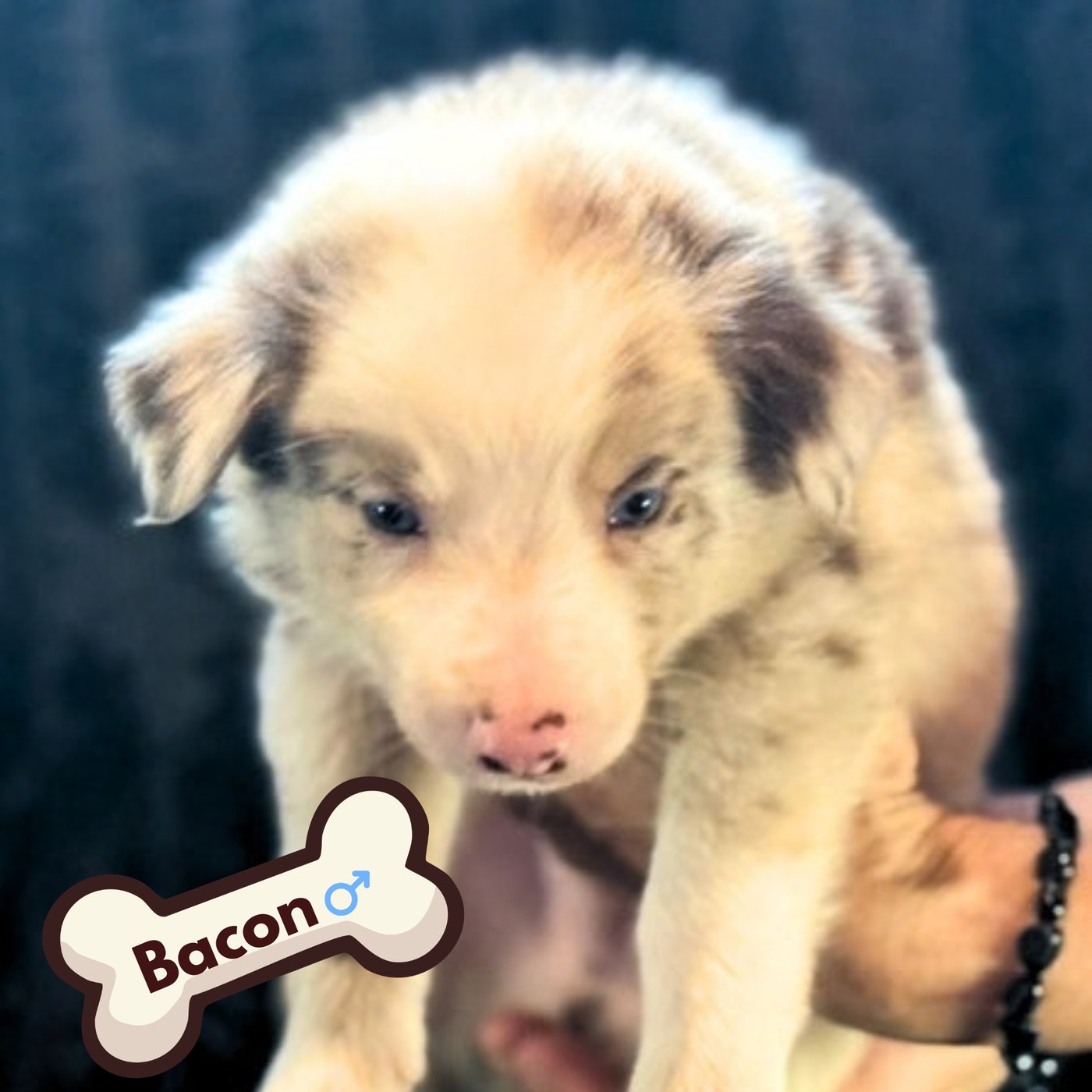 Bacon, red merle puppy