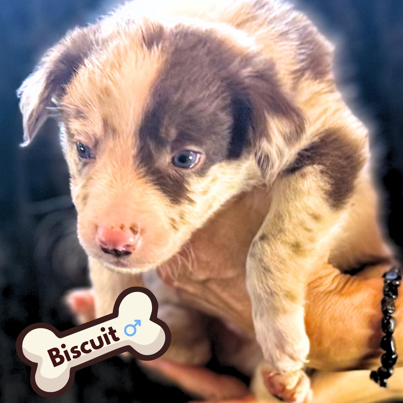 Biscuit, red merle puppy