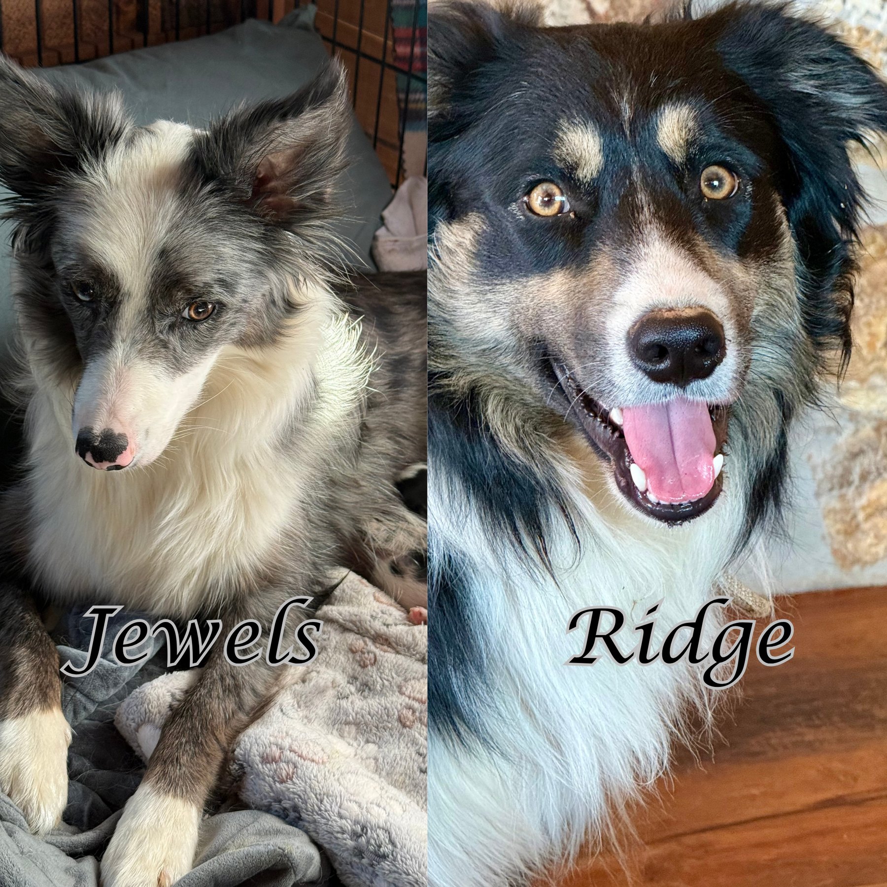 Jewels and Ridge, parents of the first litter